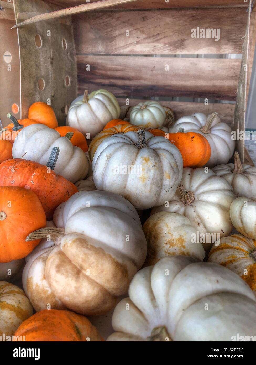 Colorful, fall pumpkins spilling out of a crate 1 - Smartphone Captured Stock Image