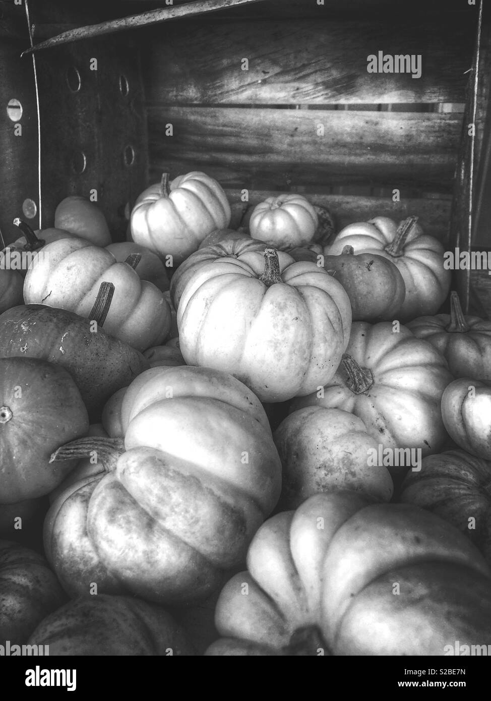 Colorful, fall pumpkins spilling out of a crate 2 - Smartphone Captured Stock Image