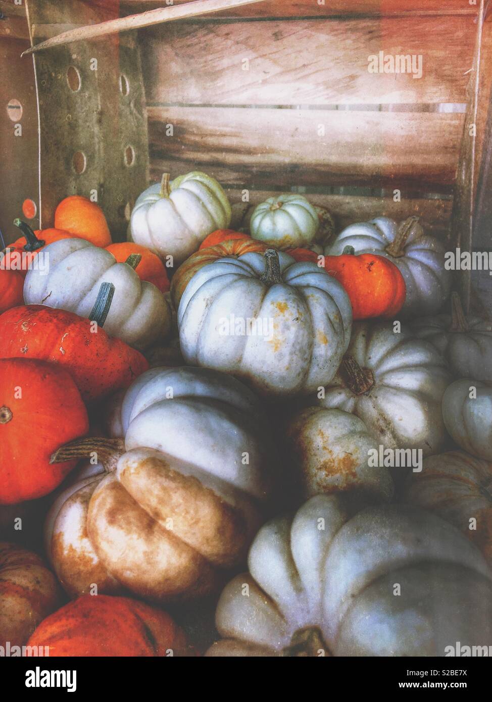 Colorful, fall pumpkins spilling out of a crate 4 - Smartphone Captured Stock Image