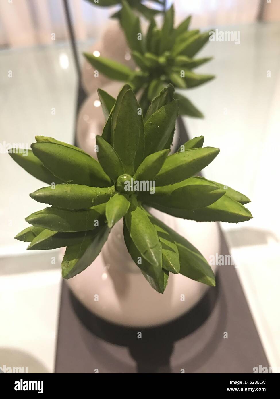 House plant - Smartphone Captured Stock Image