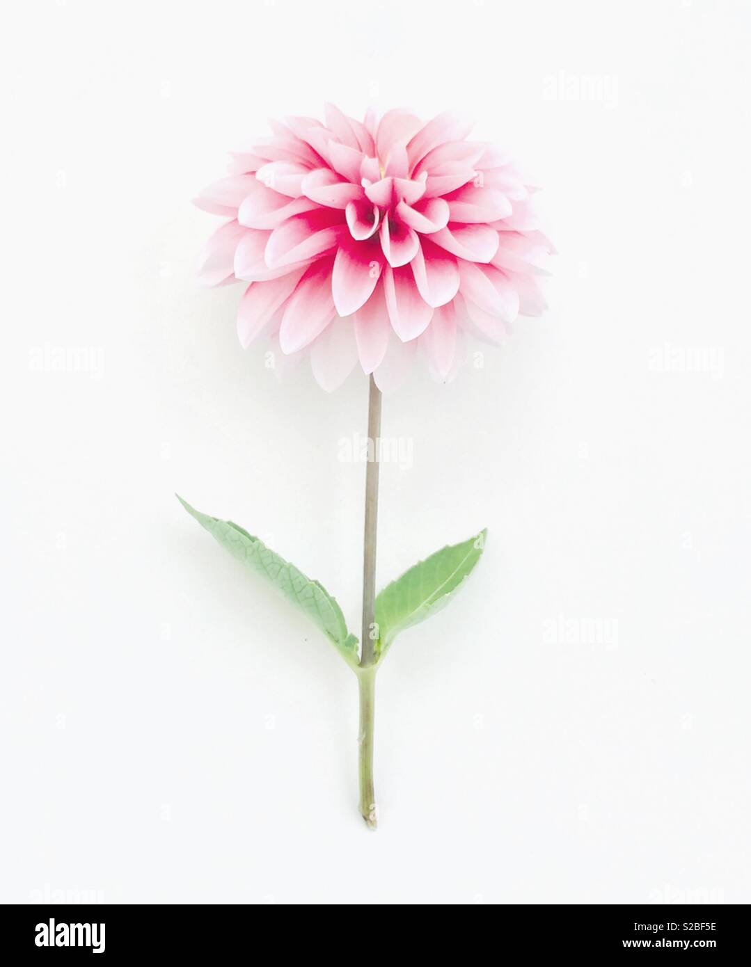 Pink flower, white background. - Smartphone Captured Stock Image