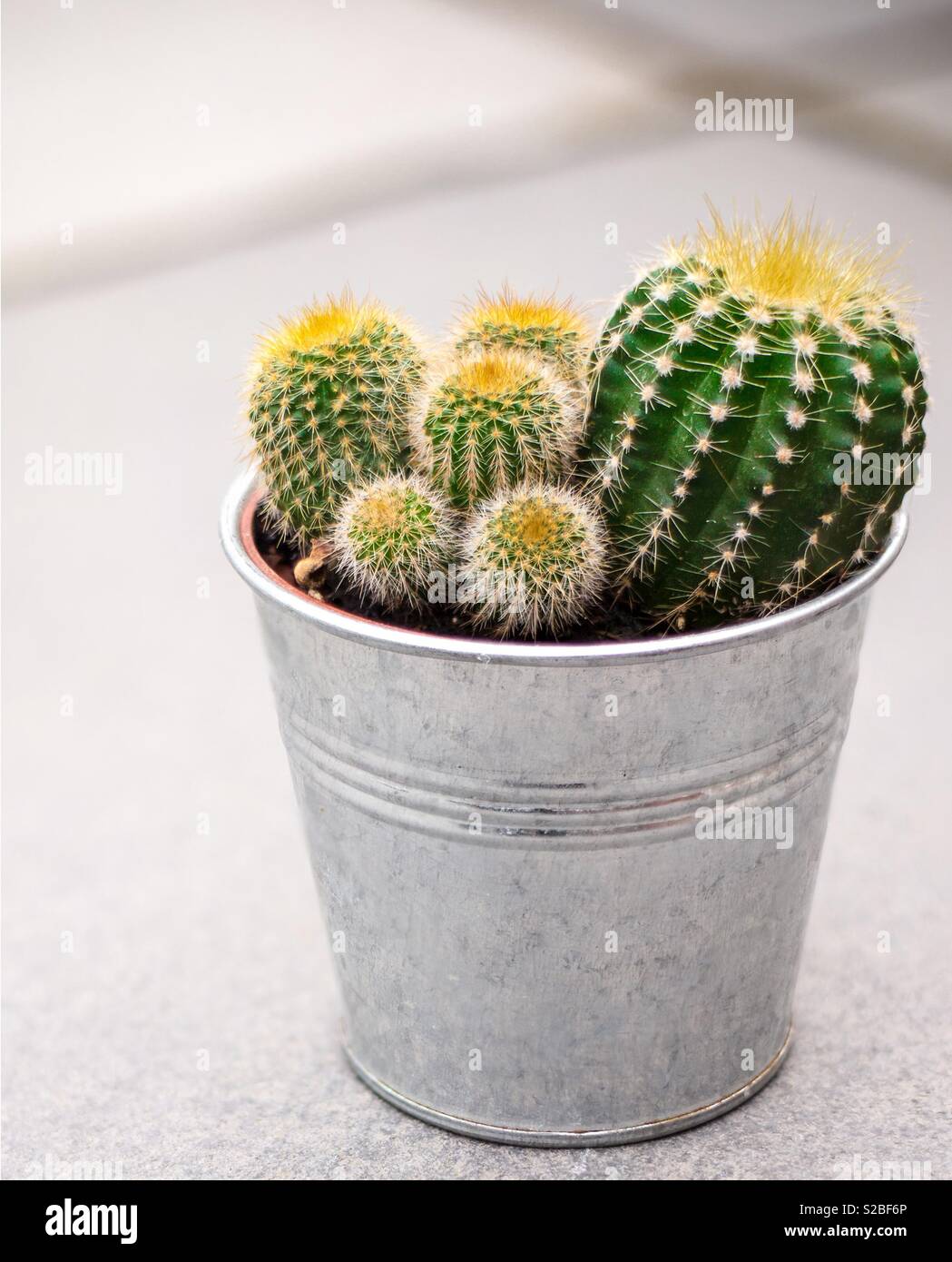 Mini cactus hi-res stock photography and images - Alamy