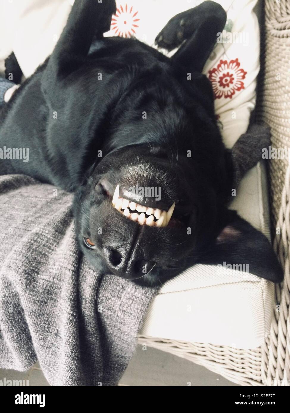 Lab laying upside down