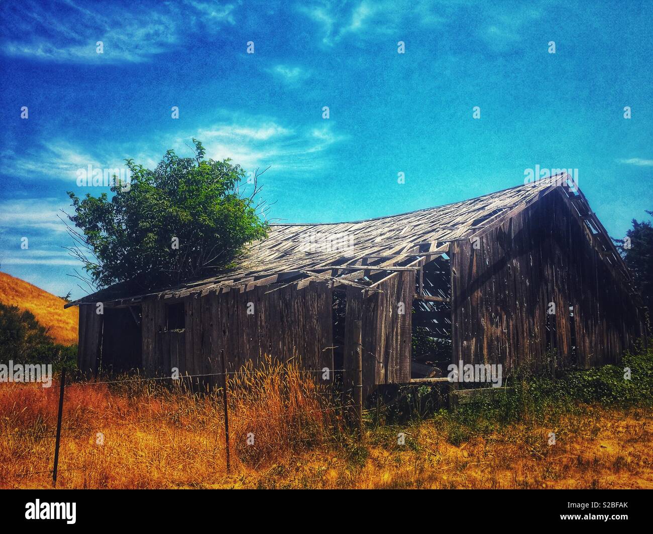 Tree Growing Through Roof Hi-res Stock Photography And Images - Alamy