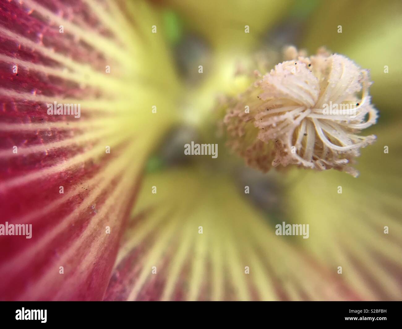 Pollen dust hires stock photography and images Alamy