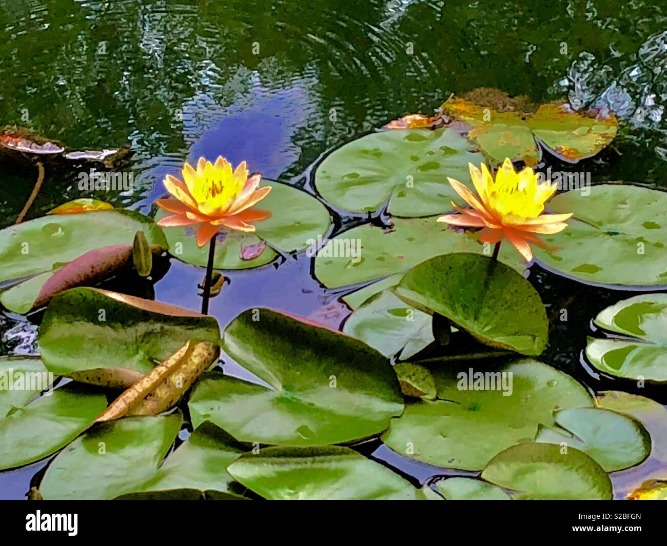 Lily pads hires stock photography and images Alamy