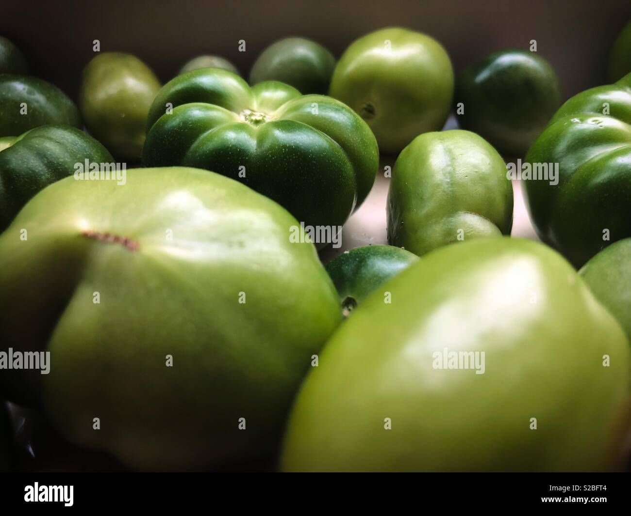 Green Tomatoes Stock Photo