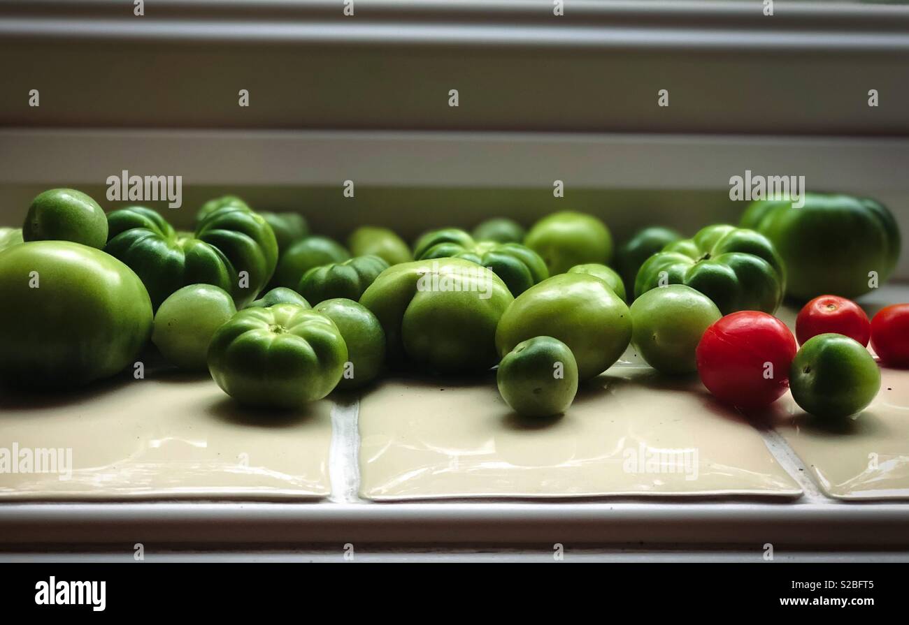 Green Tomatoes Stock Photo