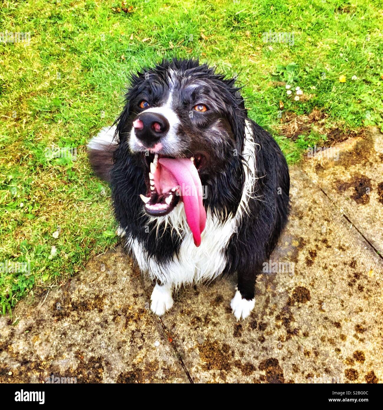 A Dogs Life Stock Photo - Alamy