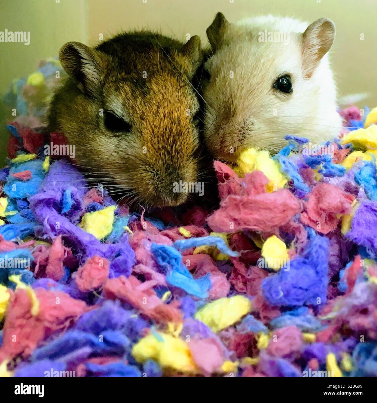 Two hamsters cuddling together on colourful bedding Stock Photo Alamy