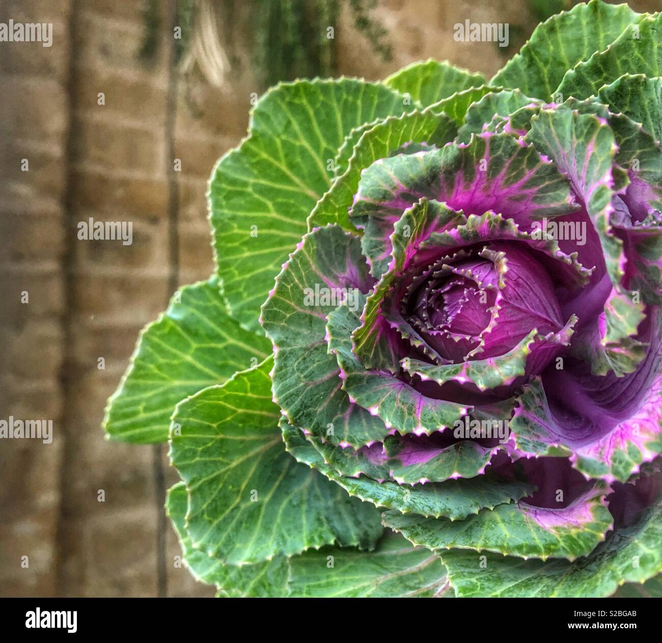 Cabbage rose hi-res stock photography and images - Alamy