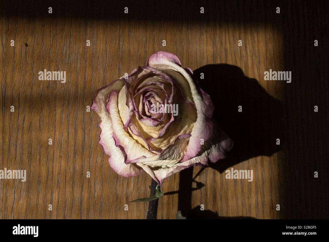 A flower with a shadow - Smartphone Captured Stock Image