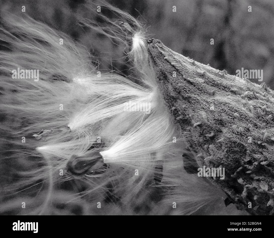 Black and white photo of milkweed seed pod with seeds and fluff - Smartphone Captured Stock Image