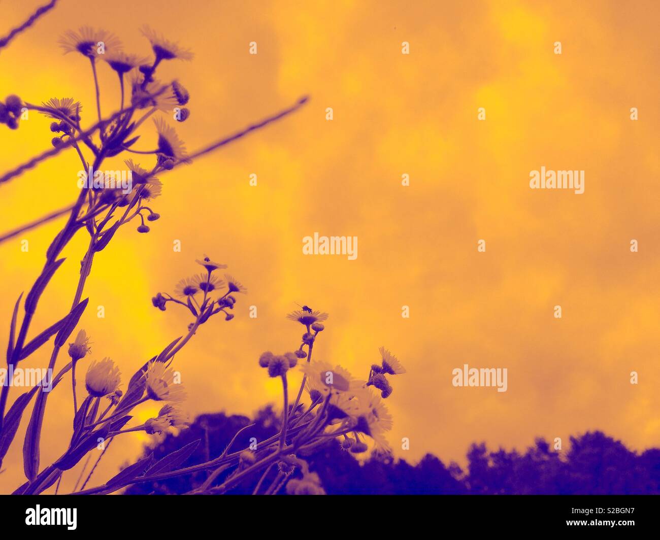 Golden duotone photo of chamomile wildflower and sky Stock Photo