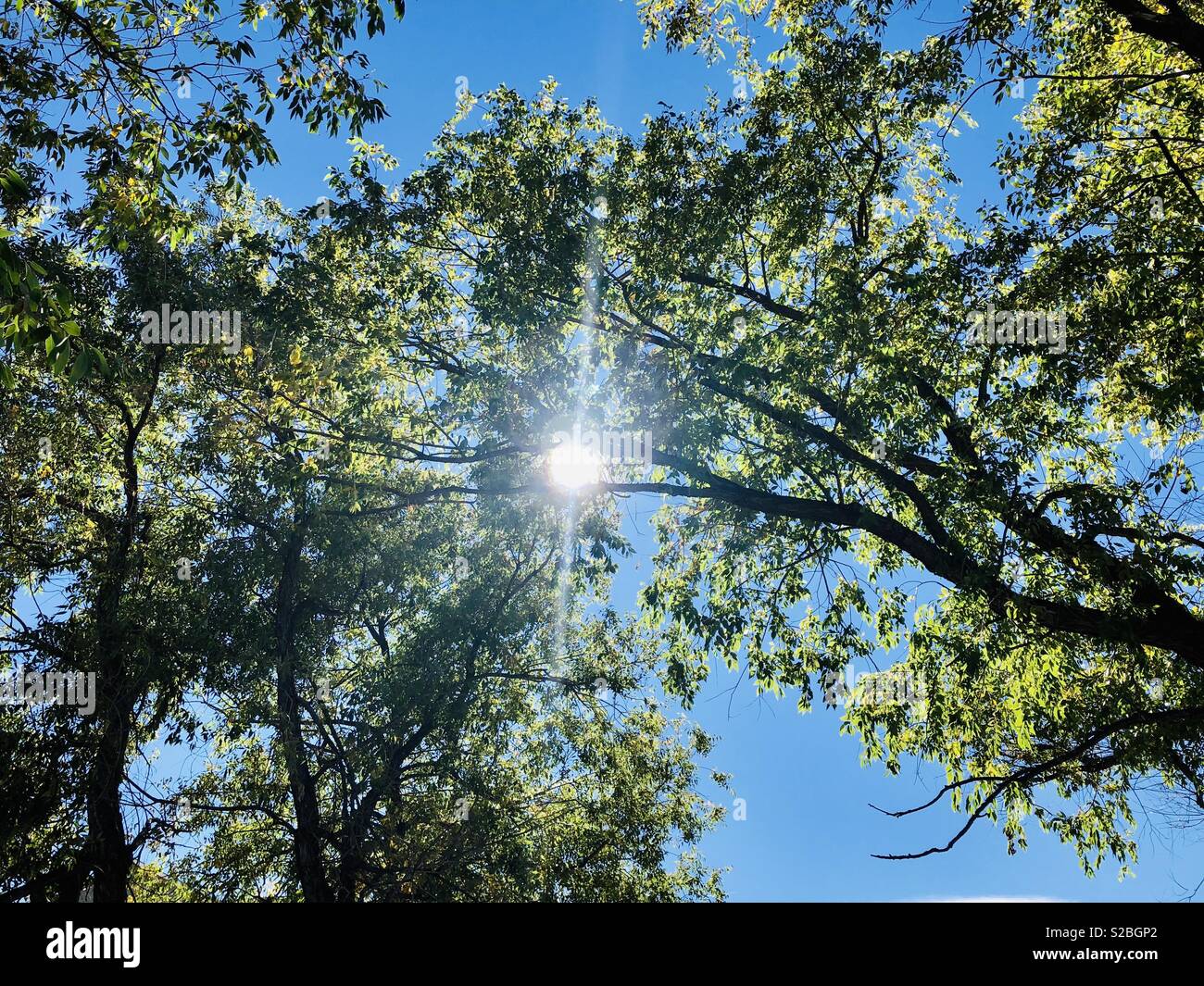 Sunlight beaming through the trees Stock Photo