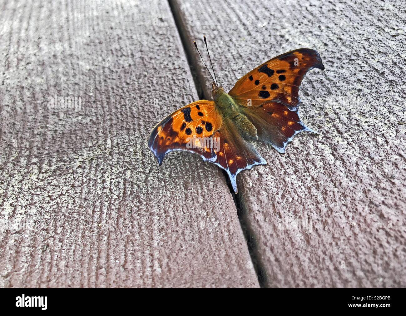 Beautiful orange and black eastern comma Butterfly sitting on a wooden deck also known as anglewing. - Smartphone Captured Stock Image