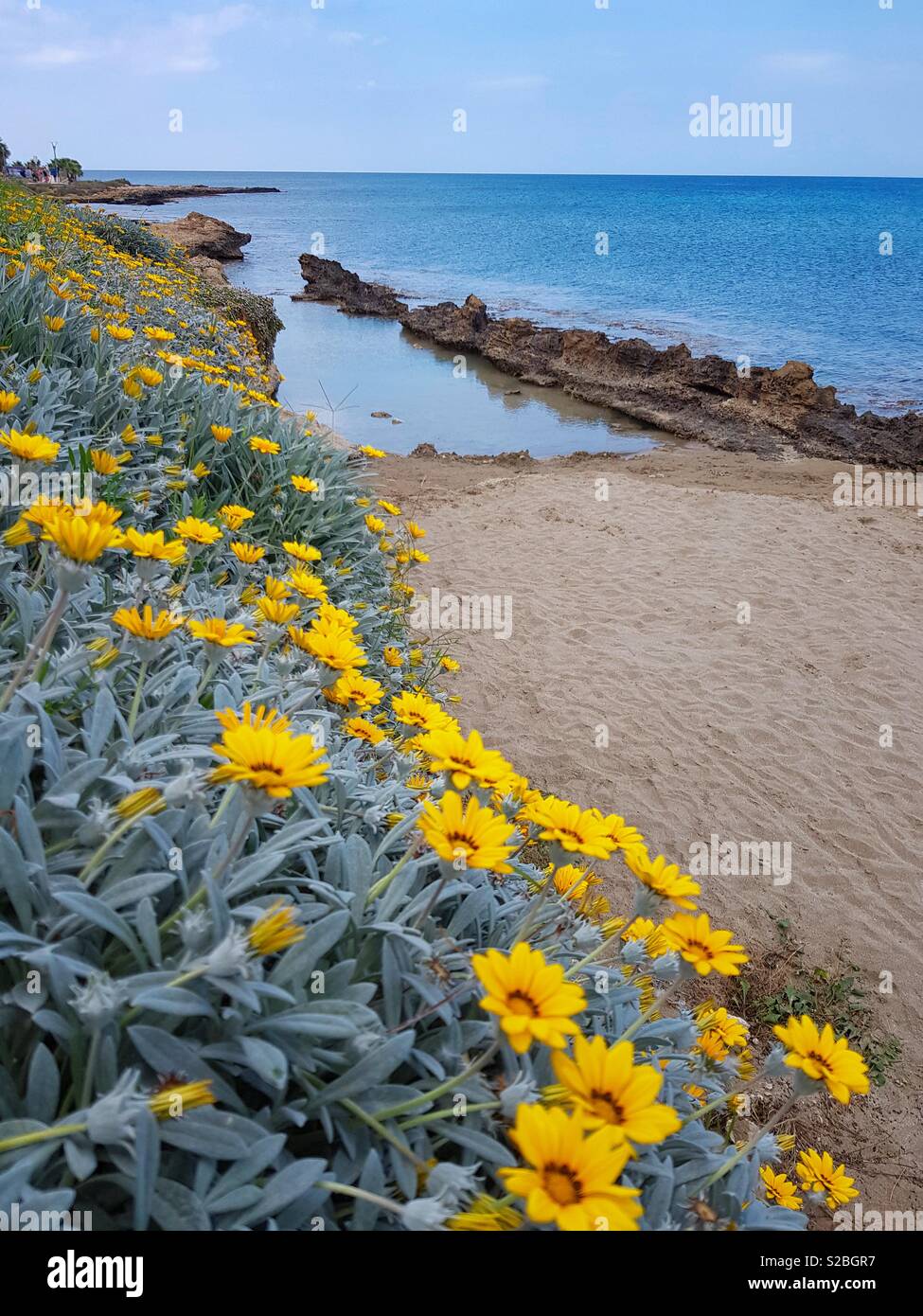 flowers growing by the sea Stock Photo Alamy