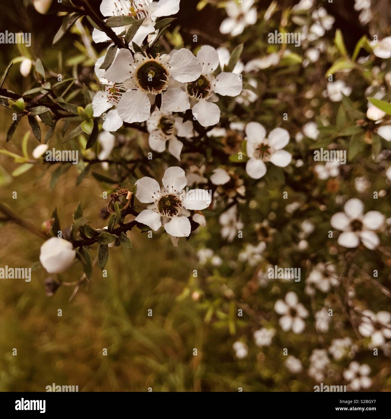 Manuka, Leptospermum scoparium Stock Photo