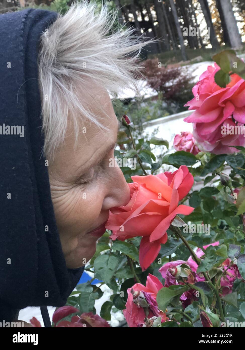 Nose to the rose, choose an easier life - Smartphone Captured Stock Image