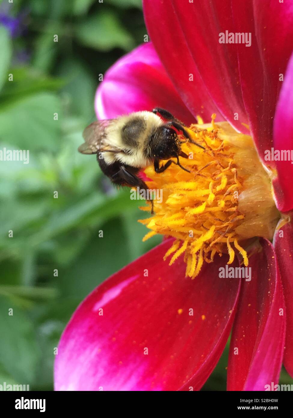 Bee pollinating a colorful flower - Smartphone Captured Stock Image