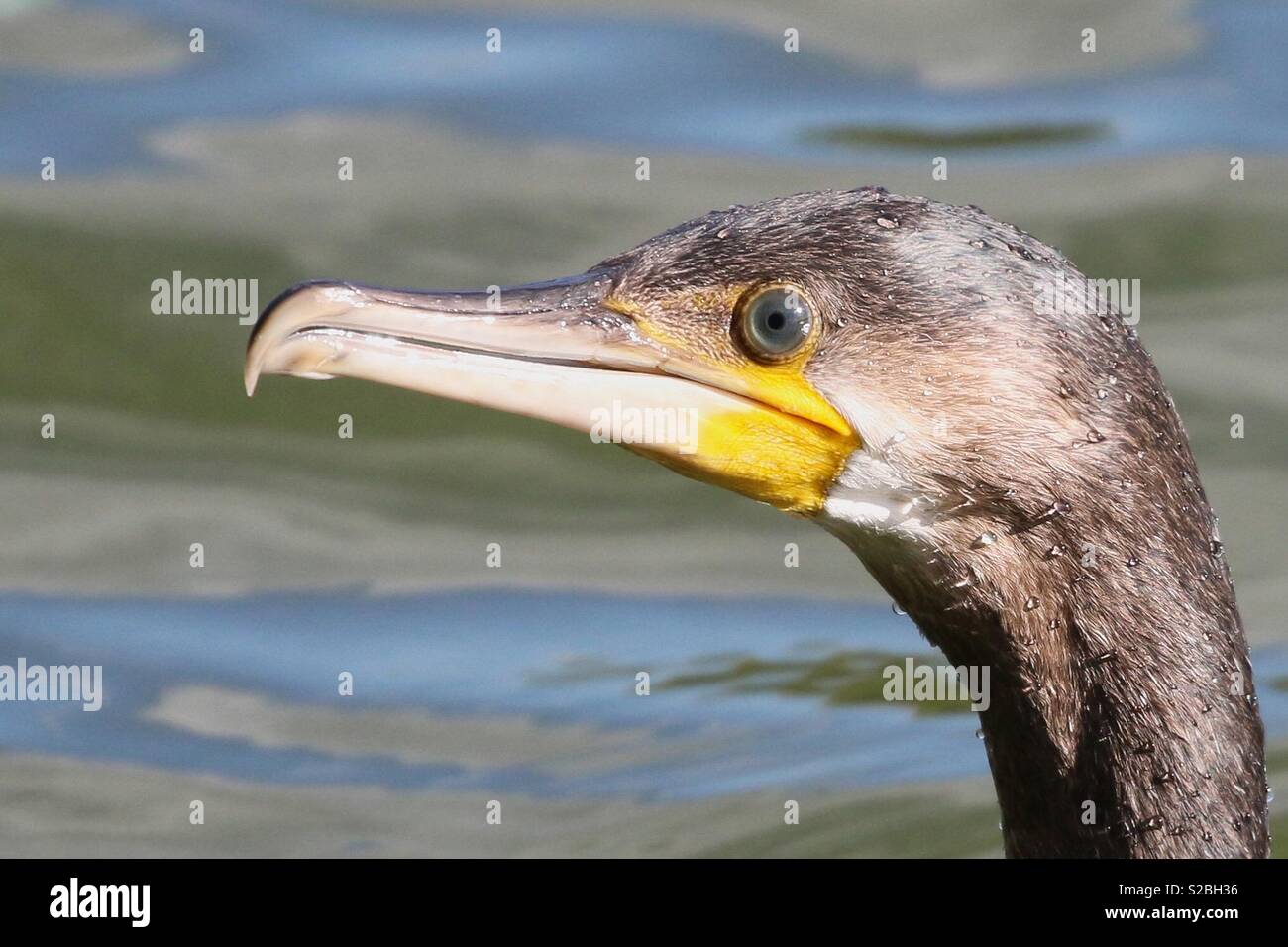 Common Cormorant Stock Photo