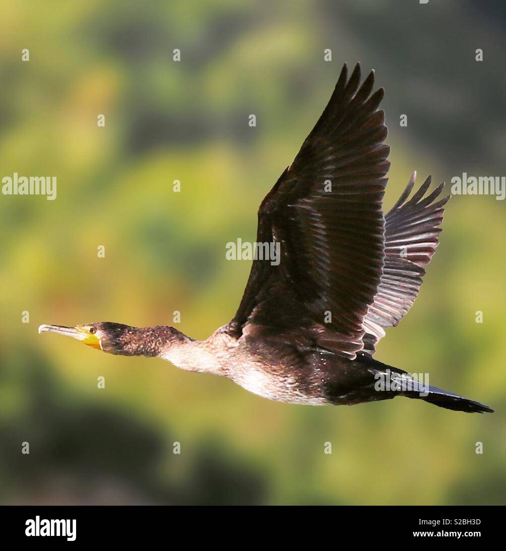 Cormorant in flight Stock Photo
