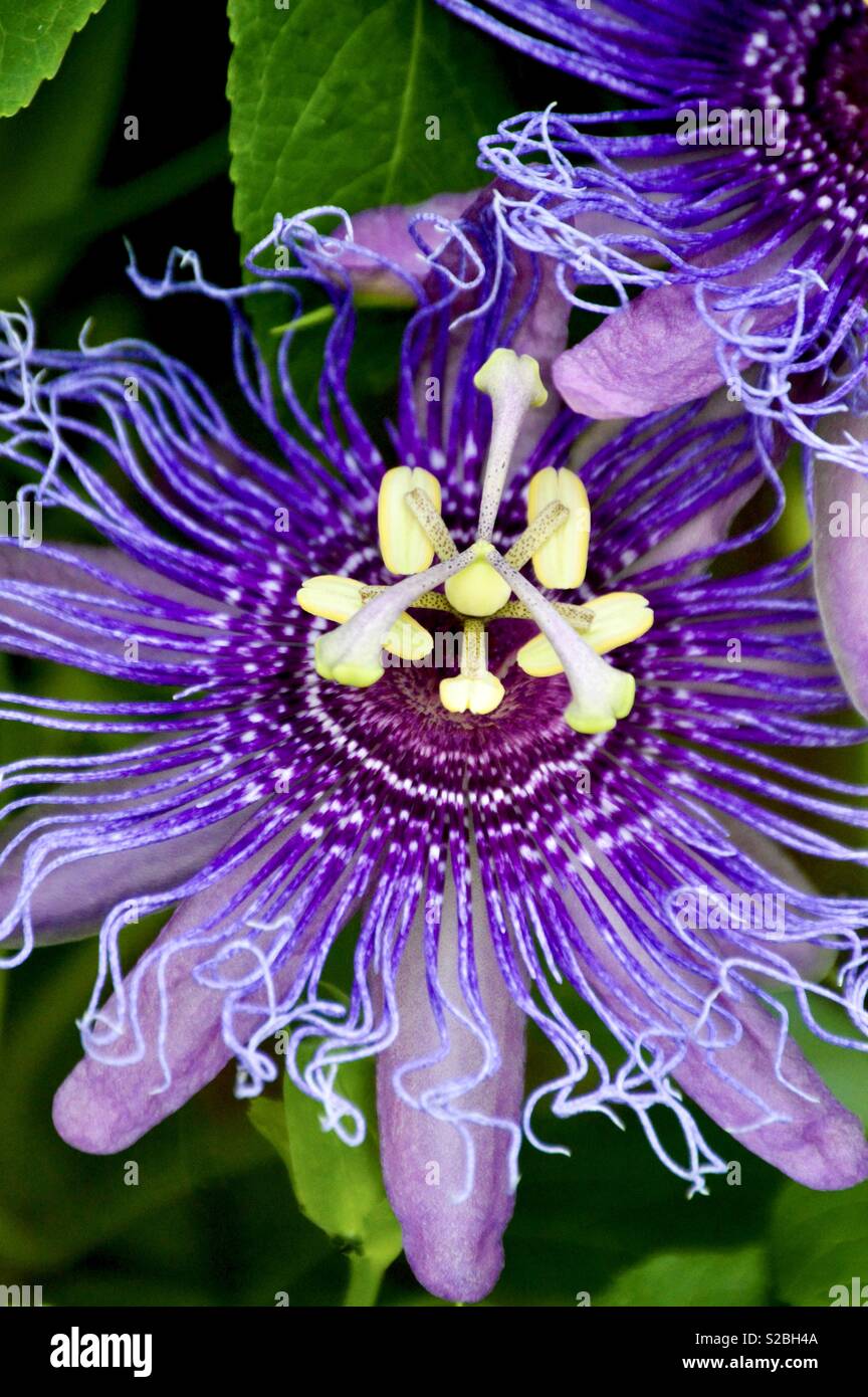 Purple passionflower (maypop) - Smartphone Captured Stock Image
