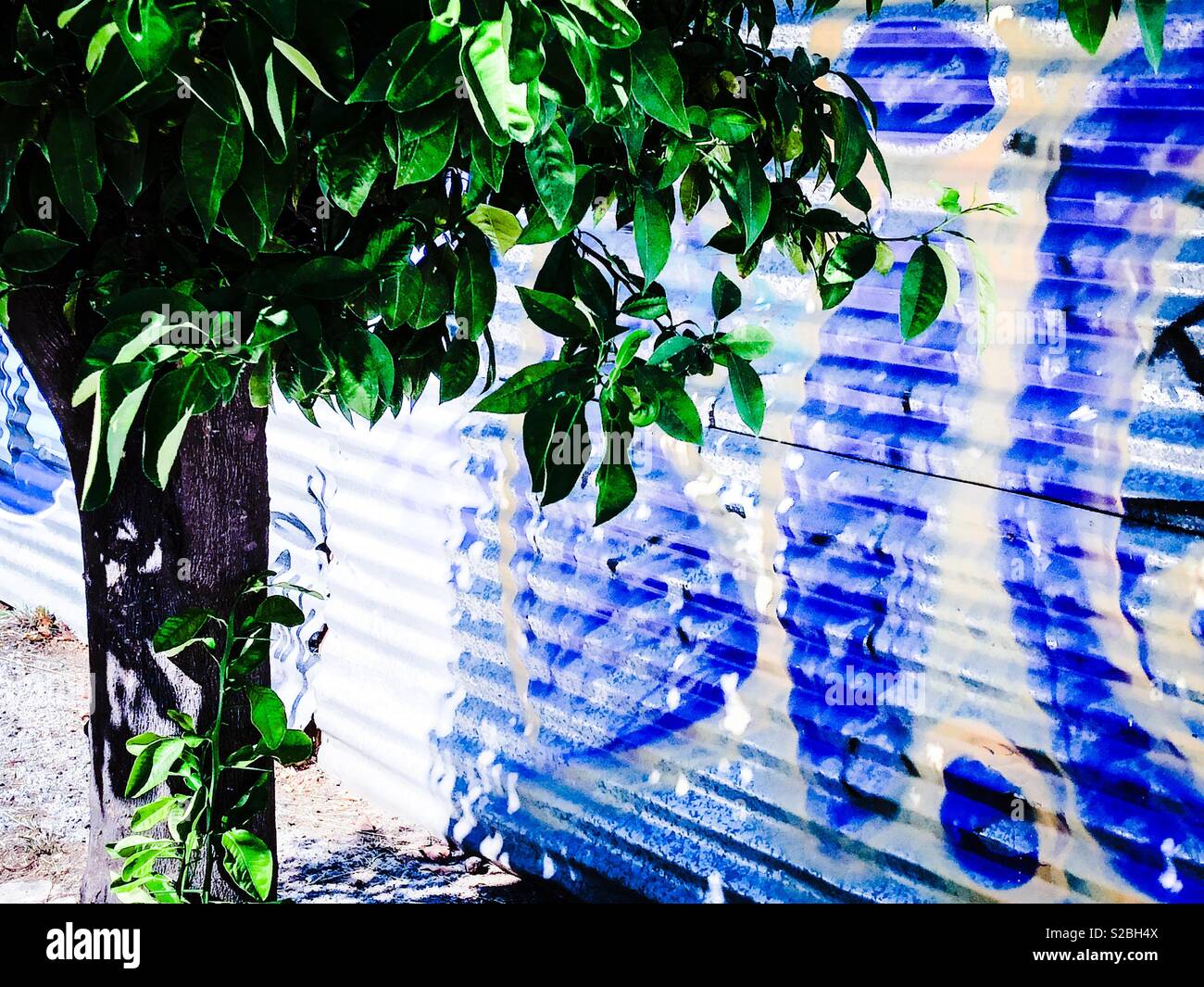 Citrus tree and graffiti Glyfada Athens Greece Stock Photo