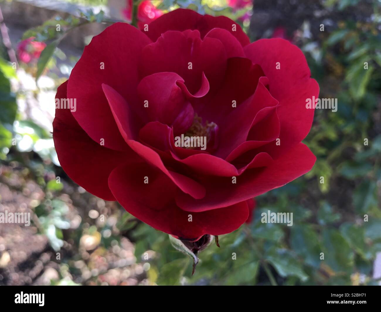 A gift of a rose of perfection, is one of the great gifts a giver can provide, l believe this deep crimson red rose, is such a rose.  A rose of sheer beauty. Stock Photo