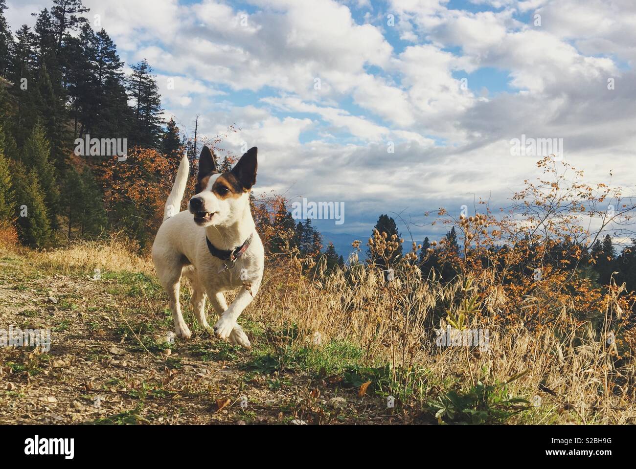 Jack Russell Terrier dog moving outdoors on a hiking trail in the mountains on a sunny Autumn afternoon. - Smartphone Captured Stock Image Jack Russell Terrier dog moving outdoors on a hiking trail in the mountains on a sunny Autumn afternoon. - Smartphone Captured Stock Image