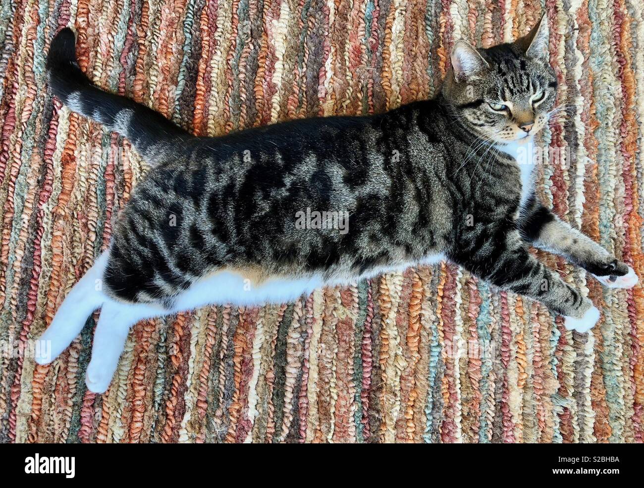 Cat on mat hi-res stock photography and images - Alamy