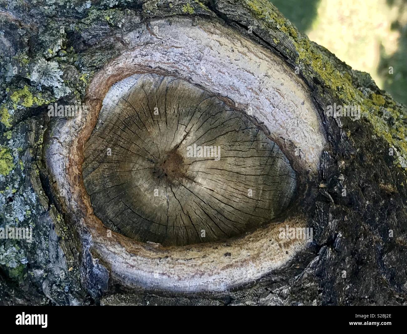 Tree trunk looking like a creature’s eye Stock Photo - Alamy