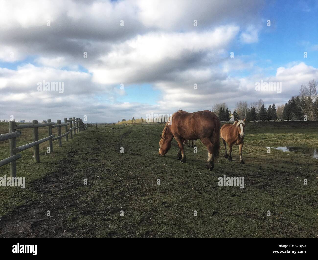 Horses in an enclosed pasture Stock Photo