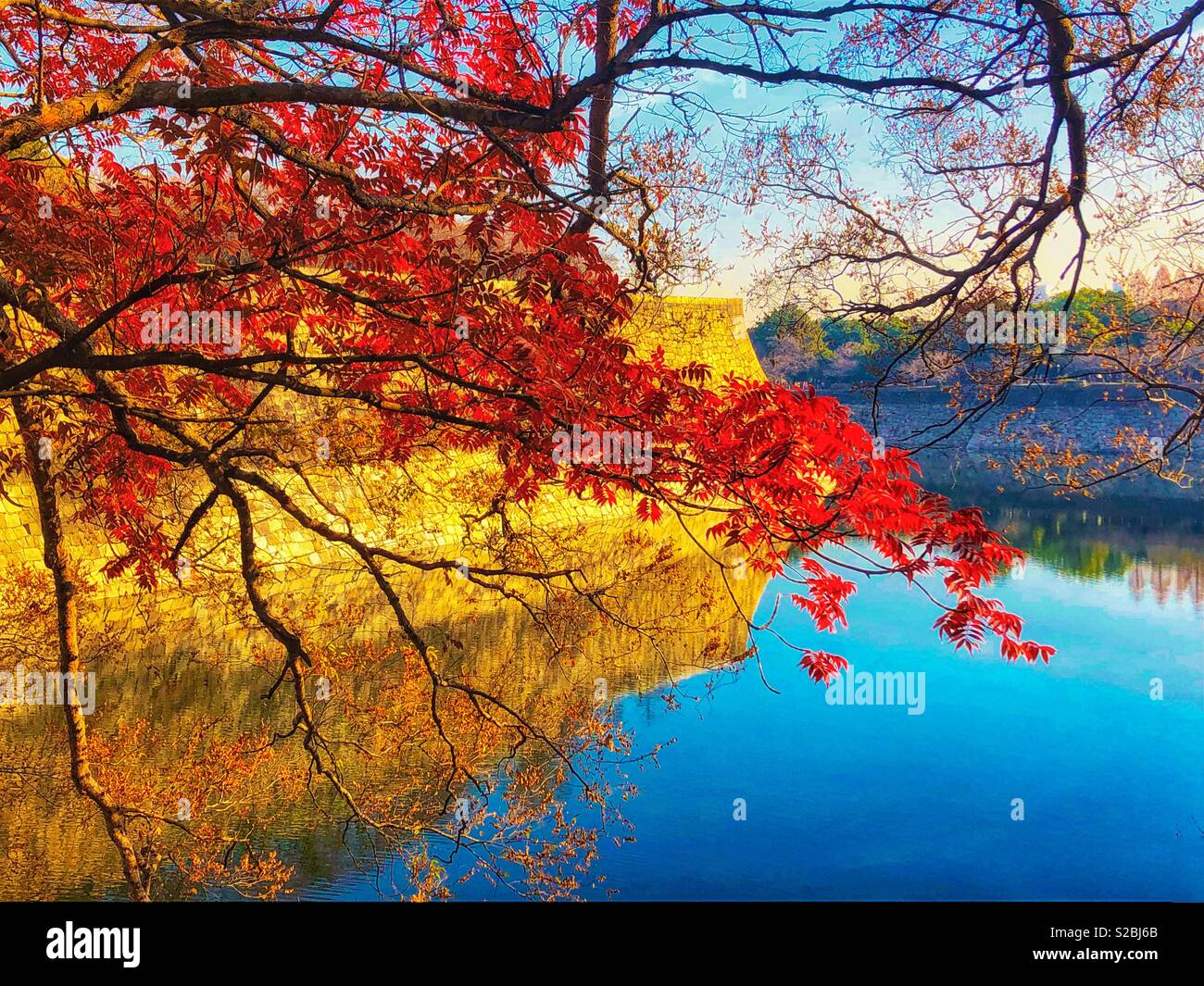 Vibrant red maple leaves in autumn in Japan - Smartphone Captured Stock Image