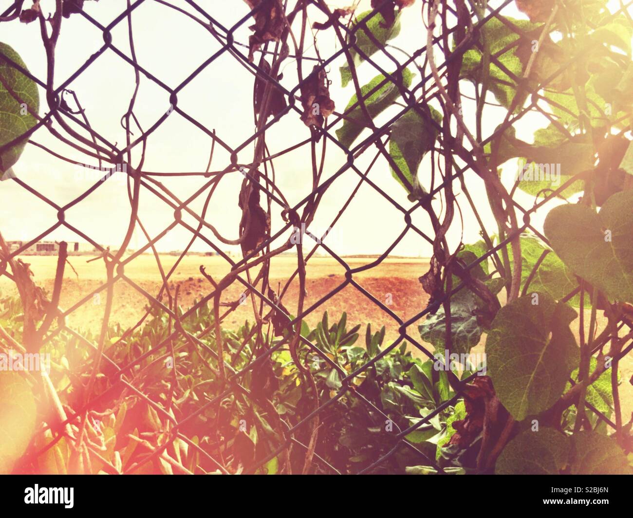 Vines growing on a fence Stock Photo Alamy
