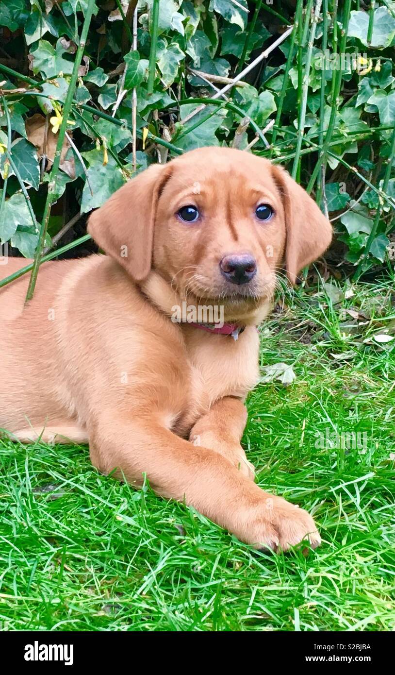 Fox Red Labrador Puppy Stock Photo Alamy