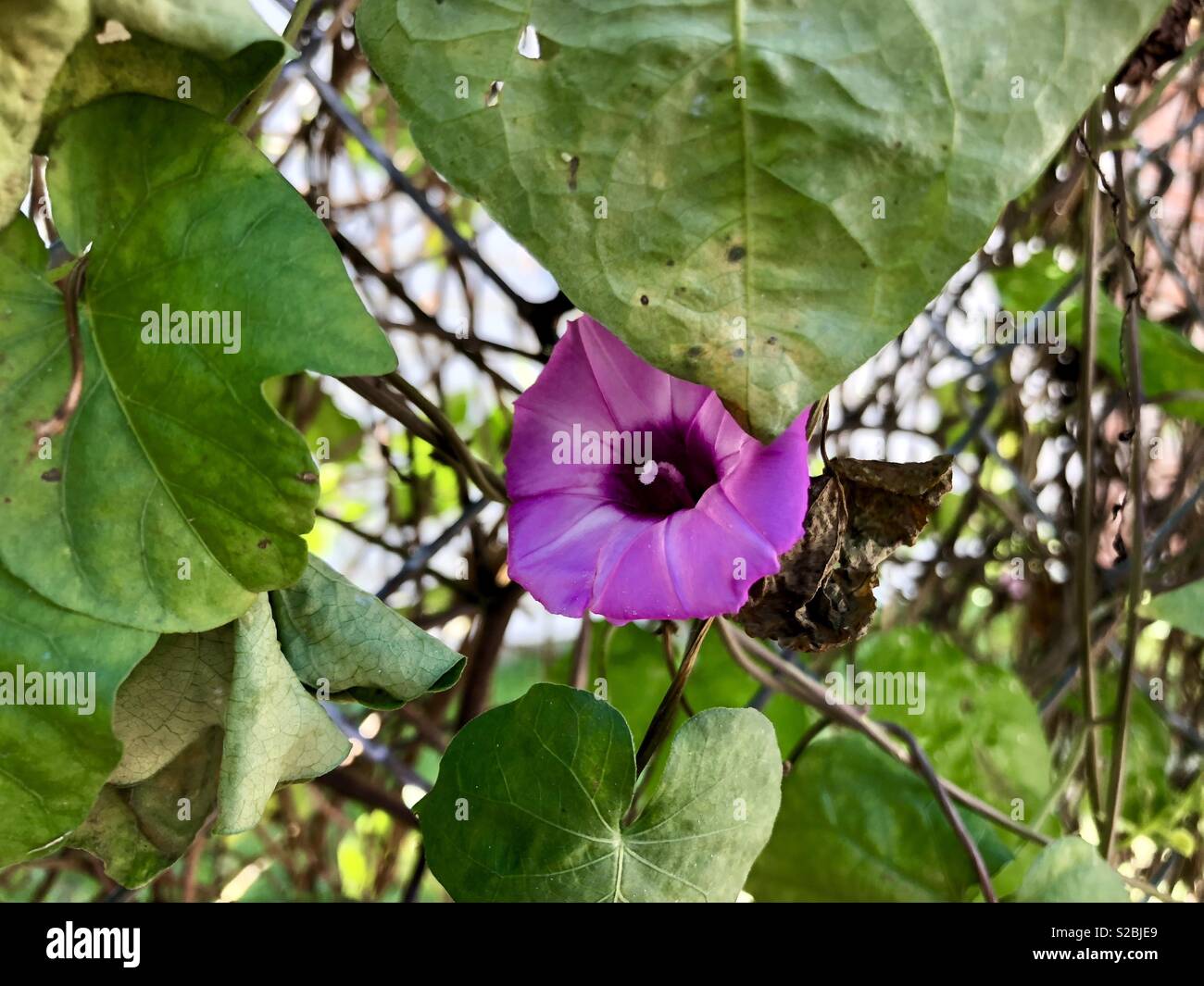 Deep purple bloom peeking out behind season changing leaves Stock Photo