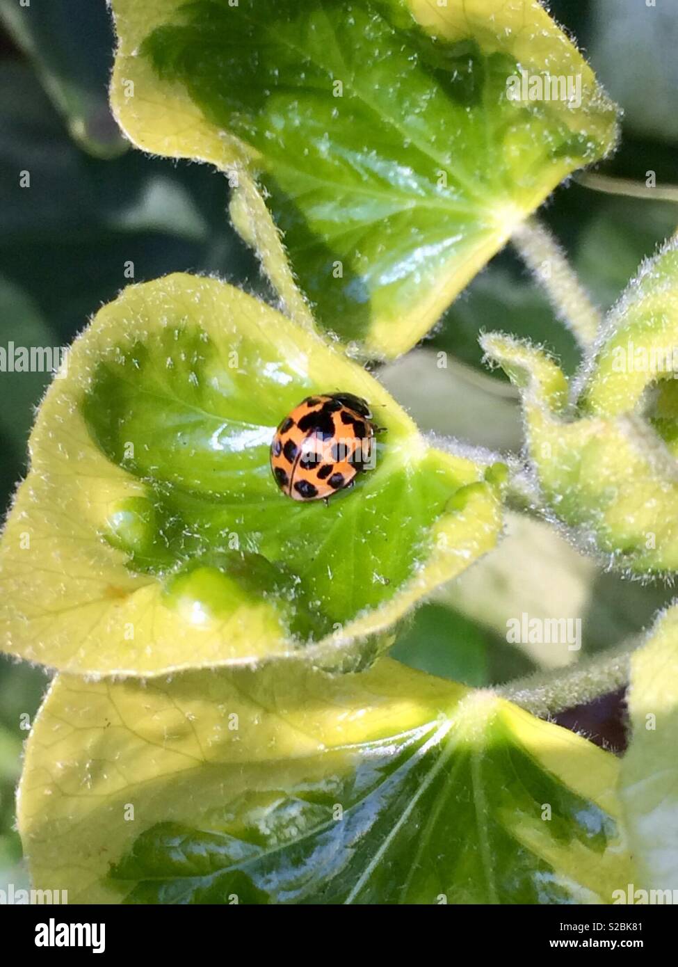 Black ladybug hires stock photography and images Alamy