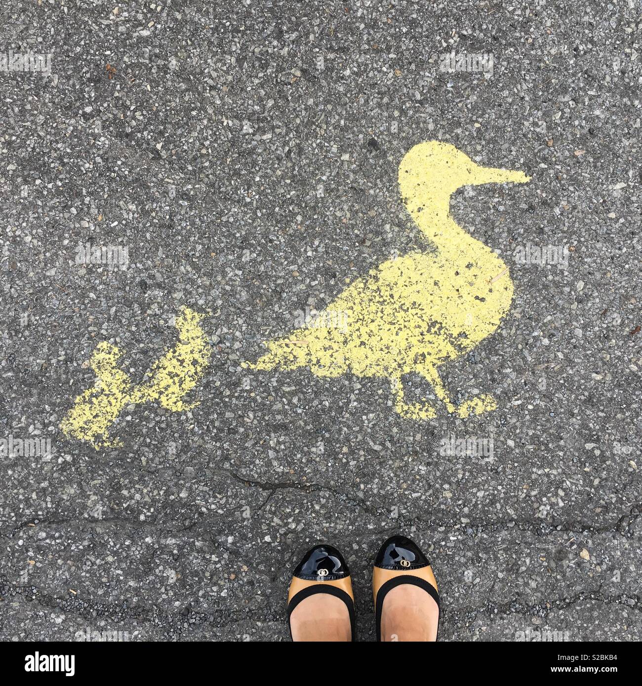 Ducks - Smartphone Captured Stock Image