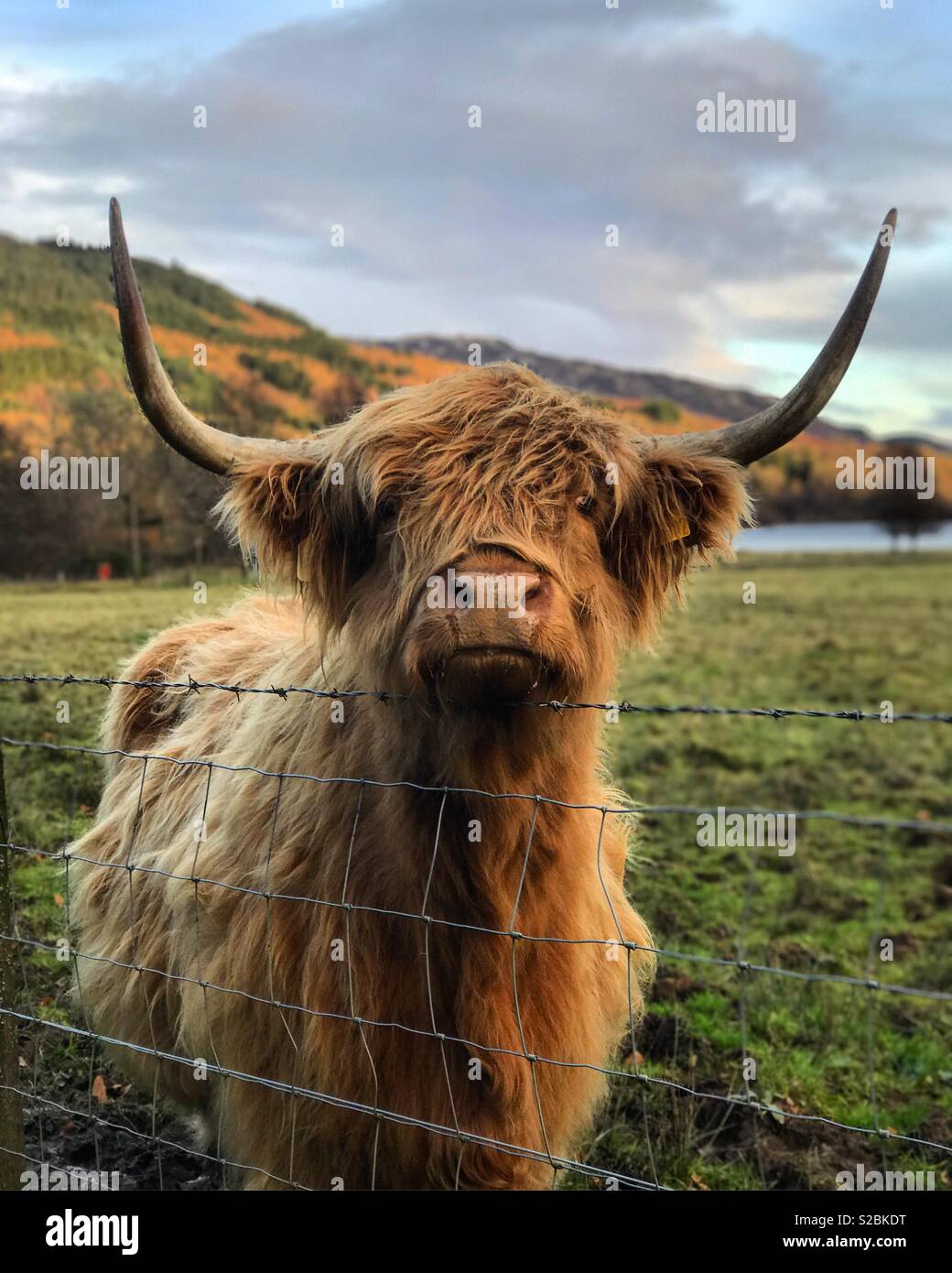 Hairy coos hi res stock photography and images Alamy Hairy coos hi res stock photography and images Alamy