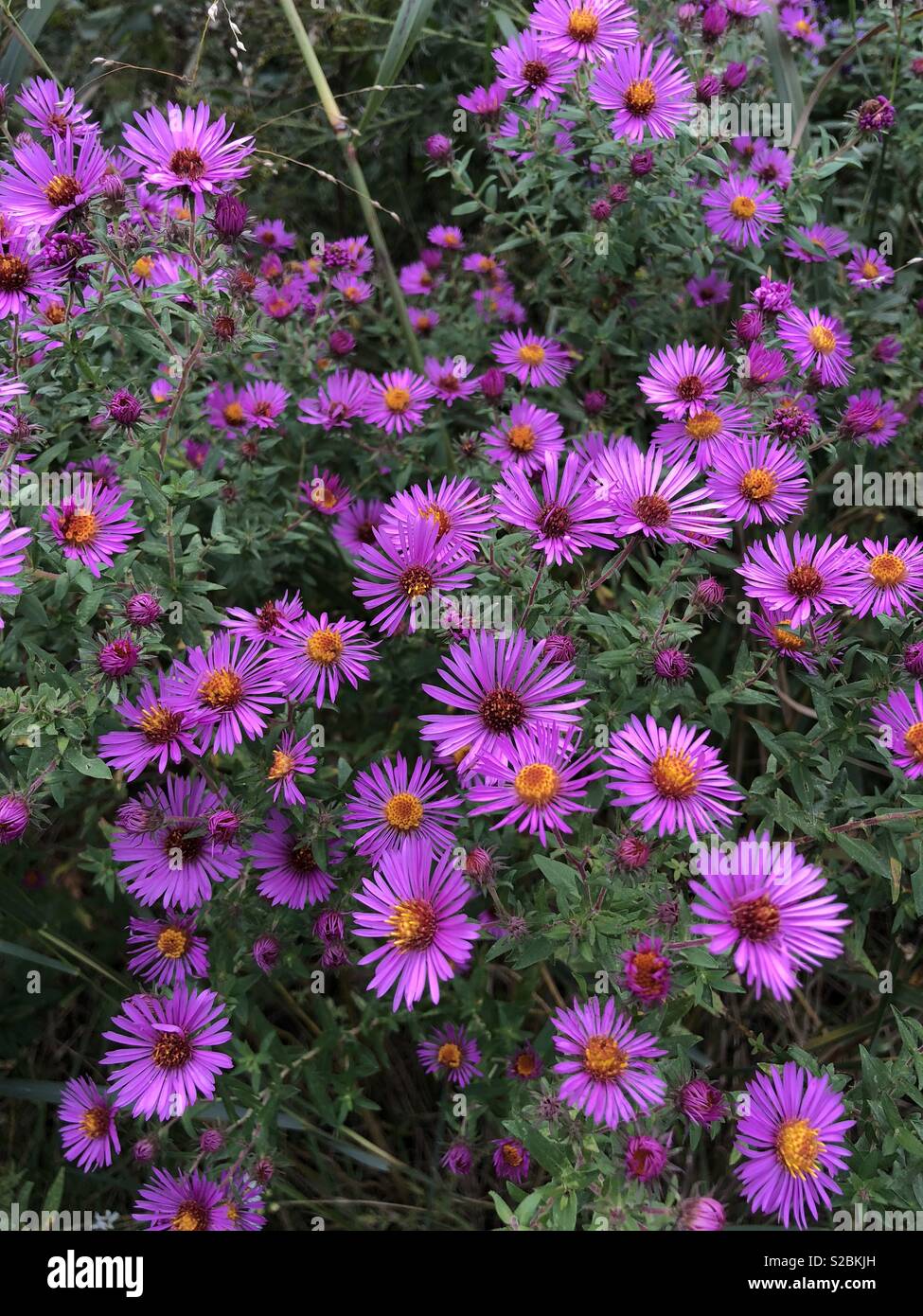 Gallup Park , Ann Arbor Stock Photo Alamy