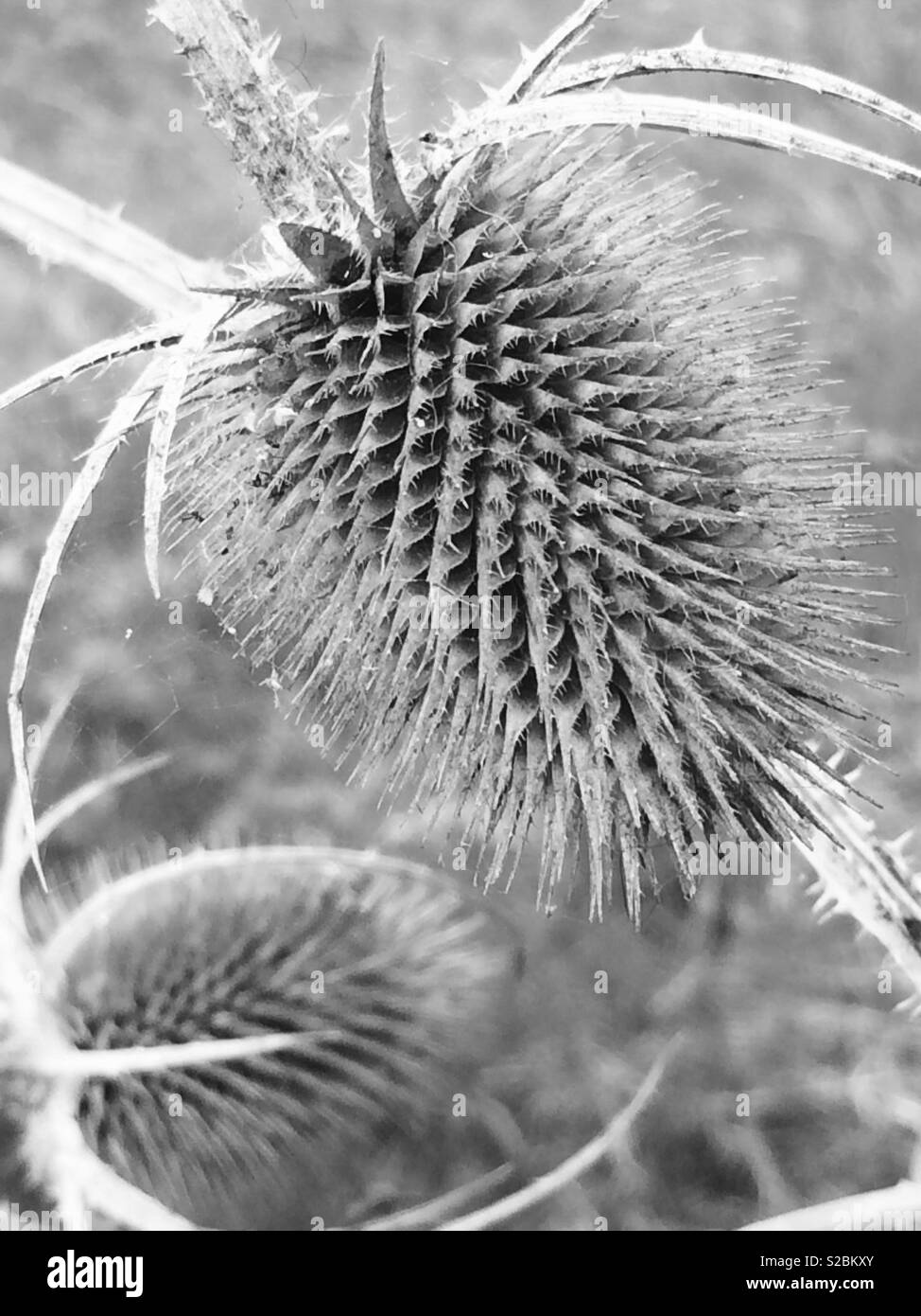 Black and white teasel Stock Photo