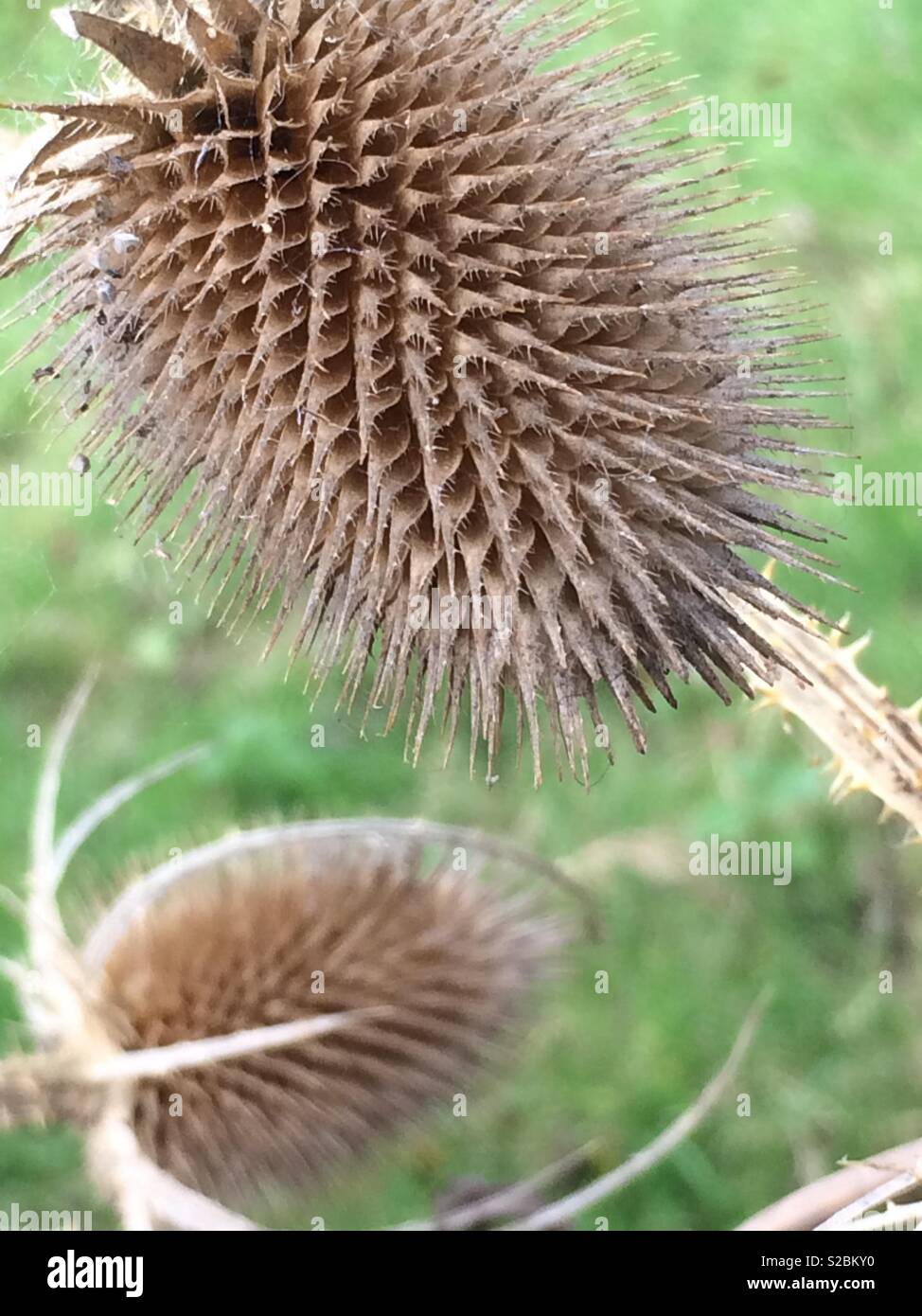Close-up of a teasel head Stock Photo