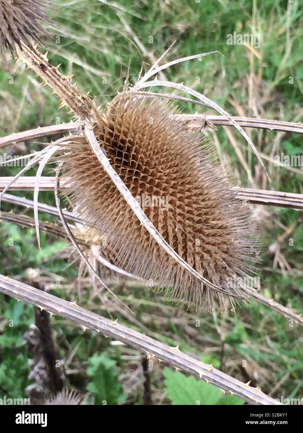 Close-up of a teasel head Stock Photo