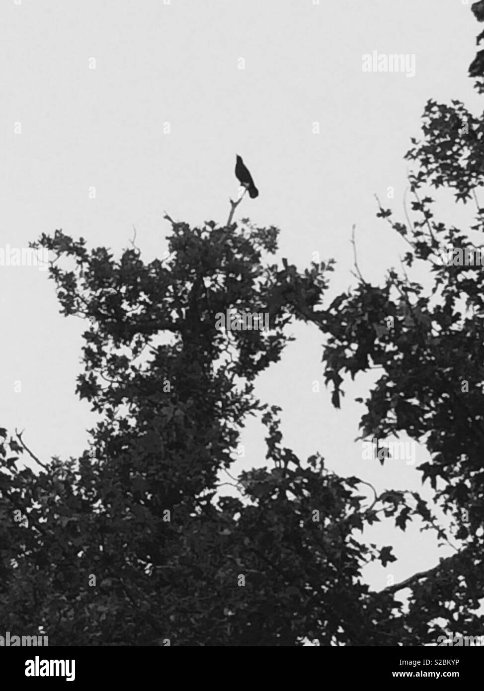 Black and white photo of silhouette of a bird on top of a tree Stock Photo