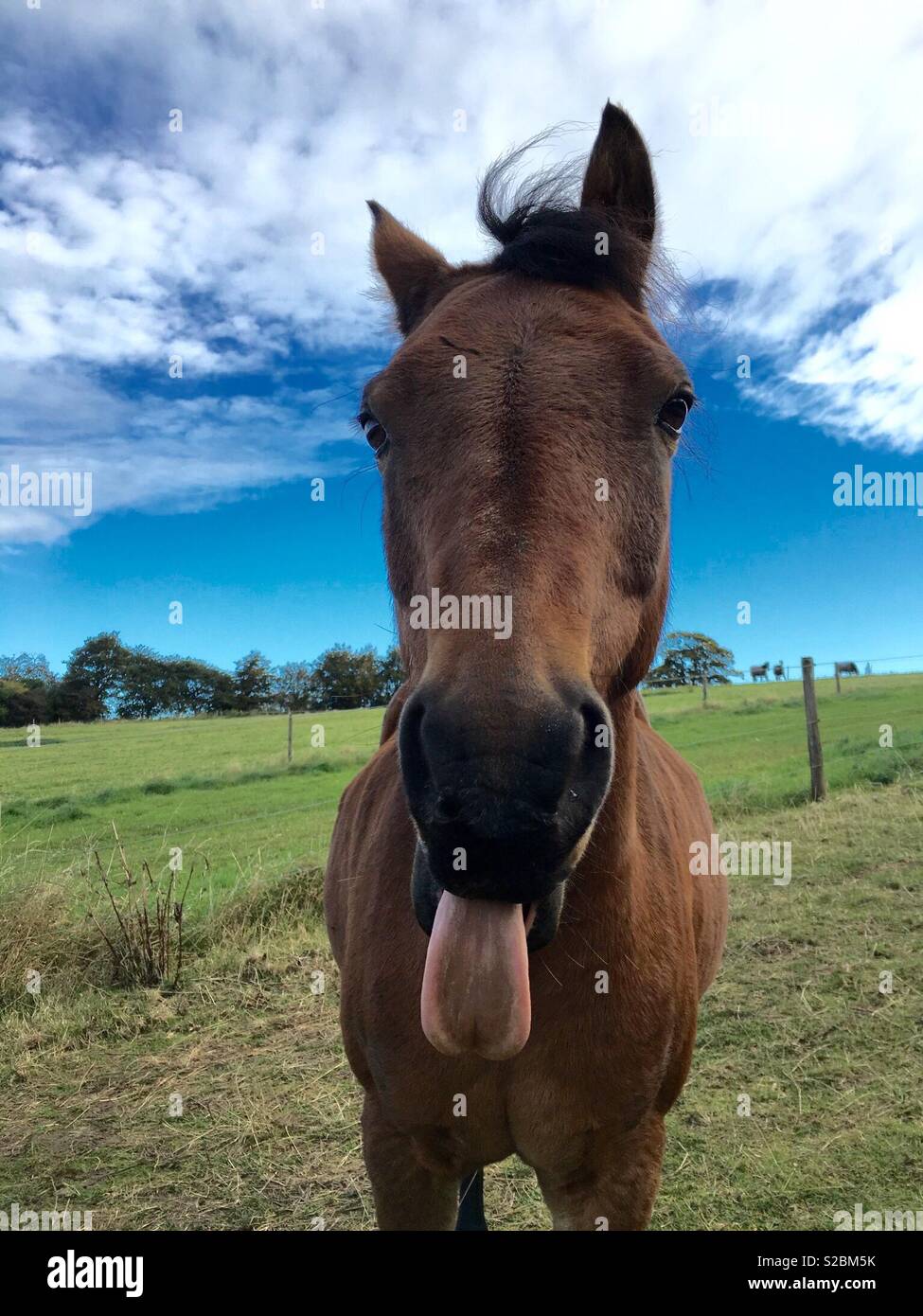 Cheeky pony! Stock Photo