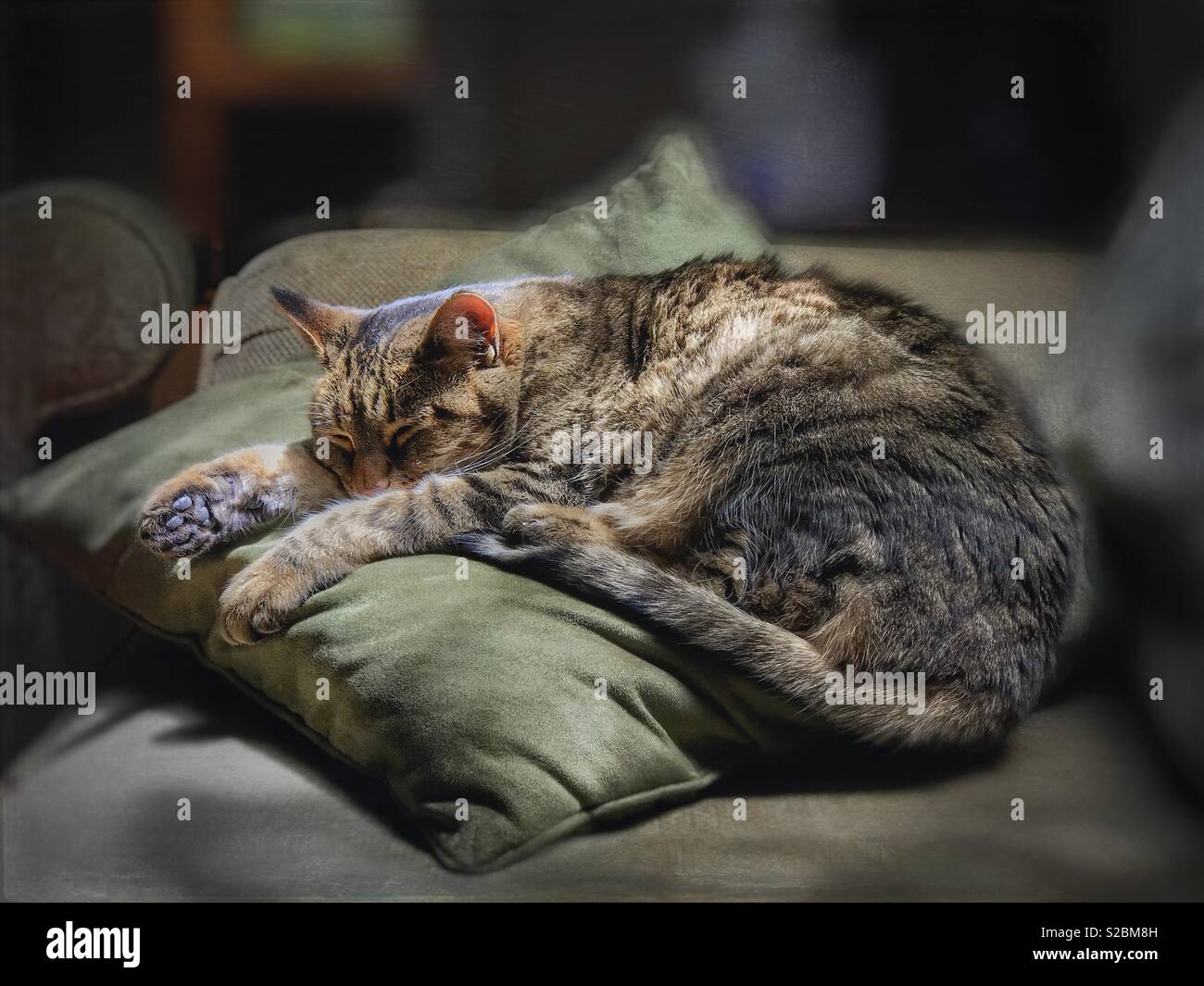 Tabby cat sleeping in a piece of sunshine on a pillow - Smartphone Captured Stock Image