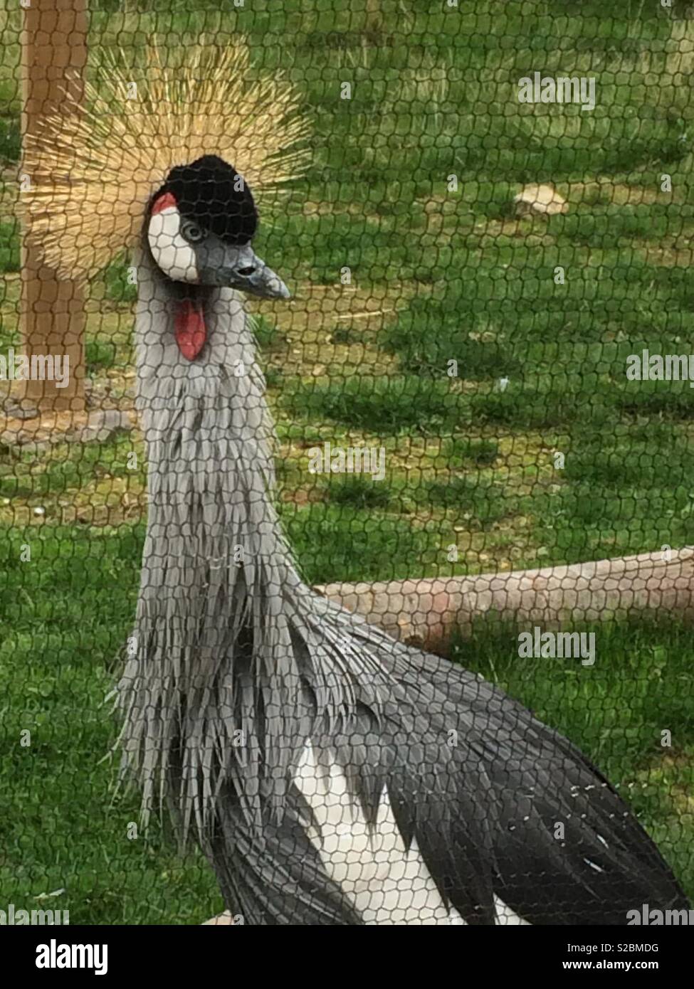 Grey Crowned Crane Stock Photo