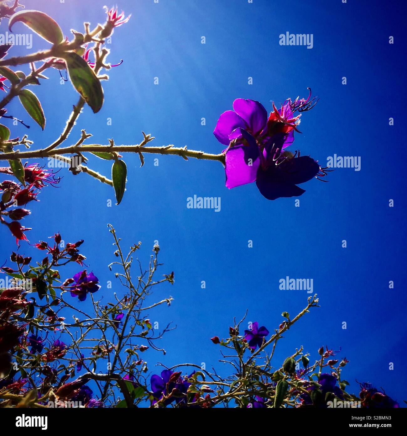 巴西野牡丹 Tibouchina Seecandra Cogn Stock Photo Alamy