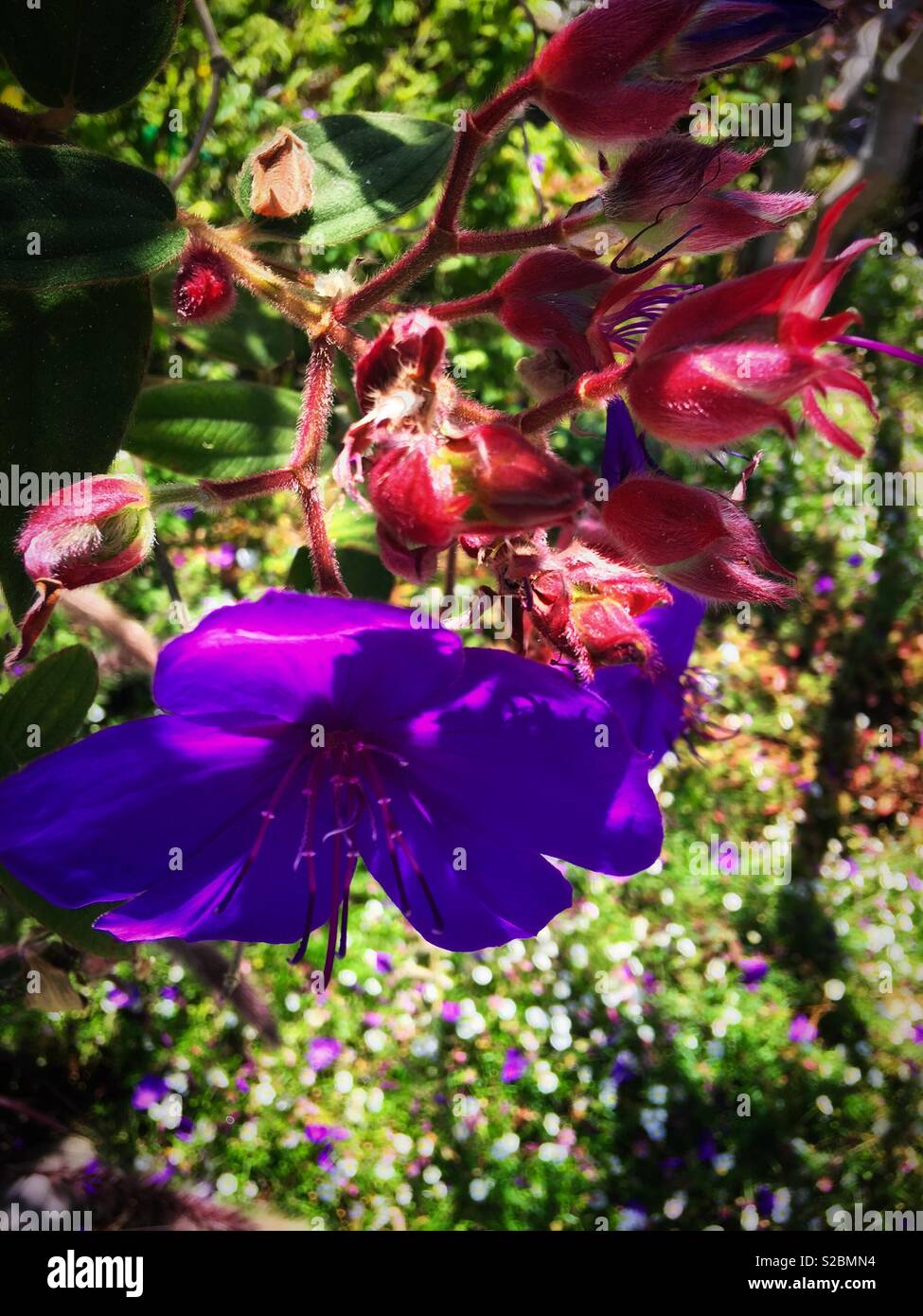 巴西野牡丹 Tibouchina Seecandra Cogn Stock Photo Alamy